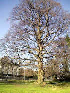 arbre_1.jpg (57215 bytes)