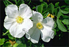 Sensation Coton