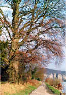 halage_col2.jpg (46233 bytes)